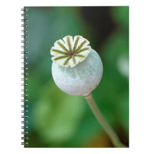 Caderno Espiral Poppy Flower Head Seed, Western Cape