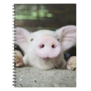 Caderno Espiral Porco do bebê na caneta, leitão