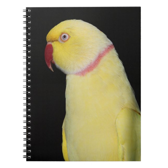 Caderno Espiral Pose do Parakeet de Ringneck do indiano de Lutino (Frente)