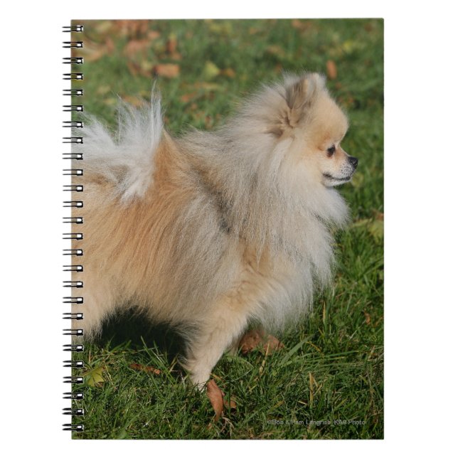Caderno Espiral Posição de Pomeranian (Frente)