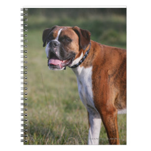 Caderno Espiral Posição do cão do pugilista