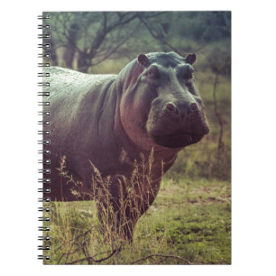 Caderno Espiral Posicionando Hippo na Câmara na Folhagem da Áfri