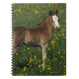 Caderno Espiral Potro de Galês