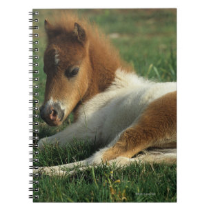Caderno Espiral Potro diminuto que estabelece