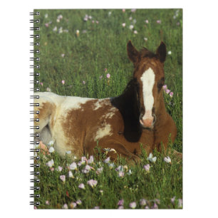 Caderno Espiral Potro do Appaloosa que estabelece nas flores