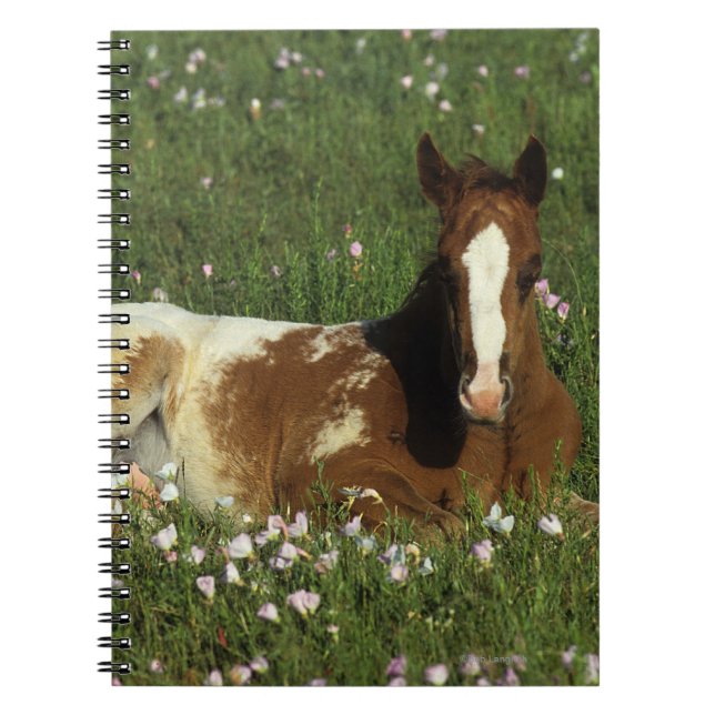 Caderno Espiral Potro do Appaloosa que estabelece nas flores (Frente)