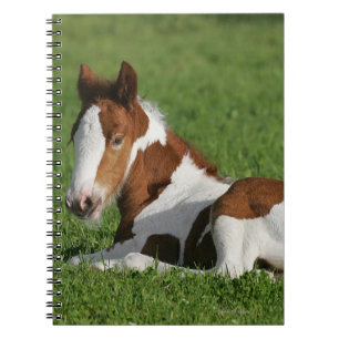 Caderno Espiral Potro que coloca na grama