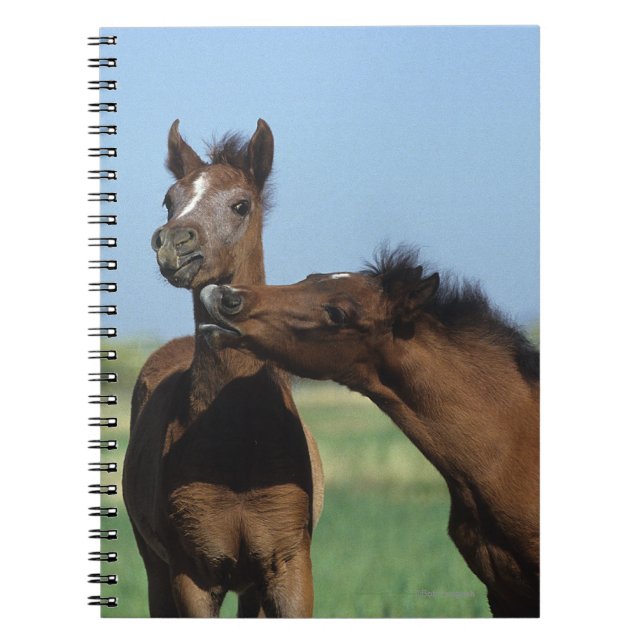 Caderno Espiral Potros que jogam 2 (Frente)