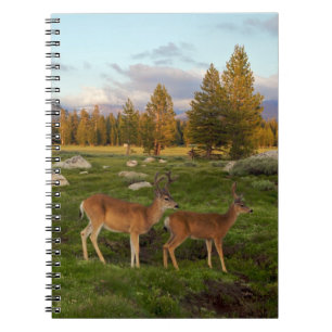 Caderno Espiral Prado de Tuolumne, Yosemite