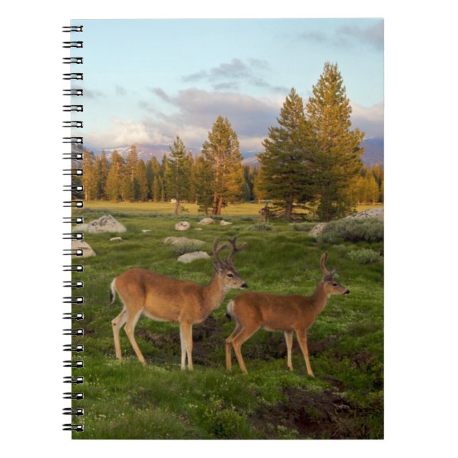 Caderno Espiral Prado de Tuolumne, Yosemite (Frente)