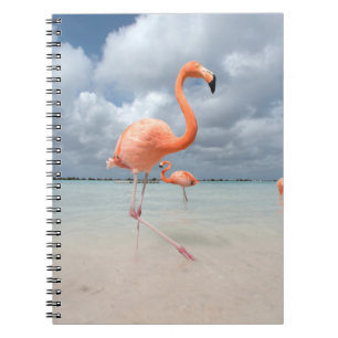 Caderno Espiral Praias Tropicais   Flamingos Beach, Aruba