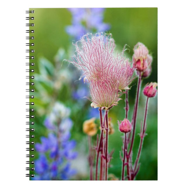 Caderno Espiral Prairie Smoke Wildflower Em Aspen Grove 2 (Frente)