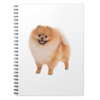 Caderno Espiral Presente de cachorro da Pomerânia
