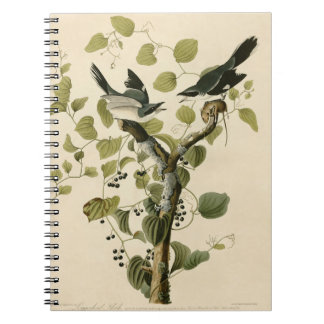 Caderno Espiral Presente de pintura do Vintage Audubon Loggerhead