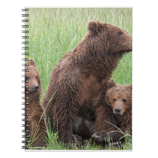 Caderno Espiral Presentes De Urso Real, Urso Grizzly, Diário De Ur (Frente)