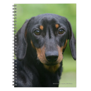 Caderno Espiral Preto e Dachshund 1 de Tan Miniture
