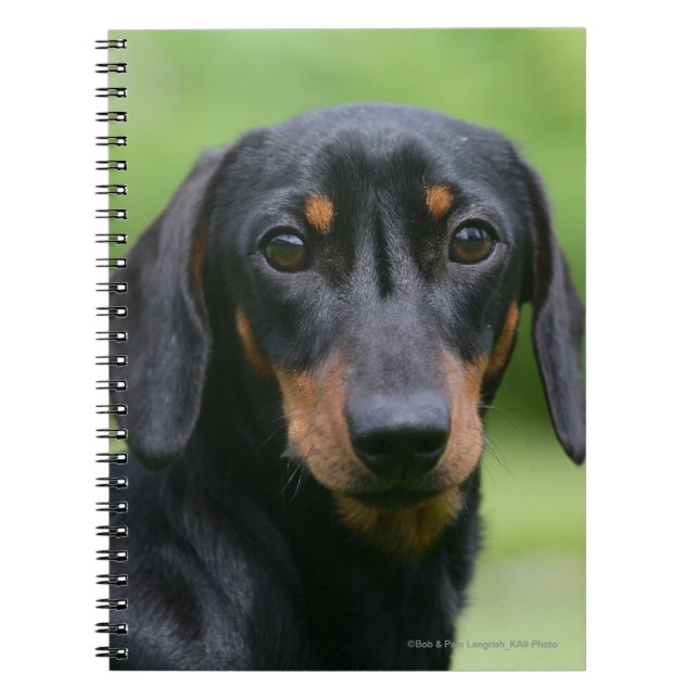 Caderno Espiral Preto e Dachshund 1 de Tan Miniture (Frente)