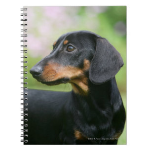 Caderno Espiral Preto e Dachshund 2 de Tan Miniture