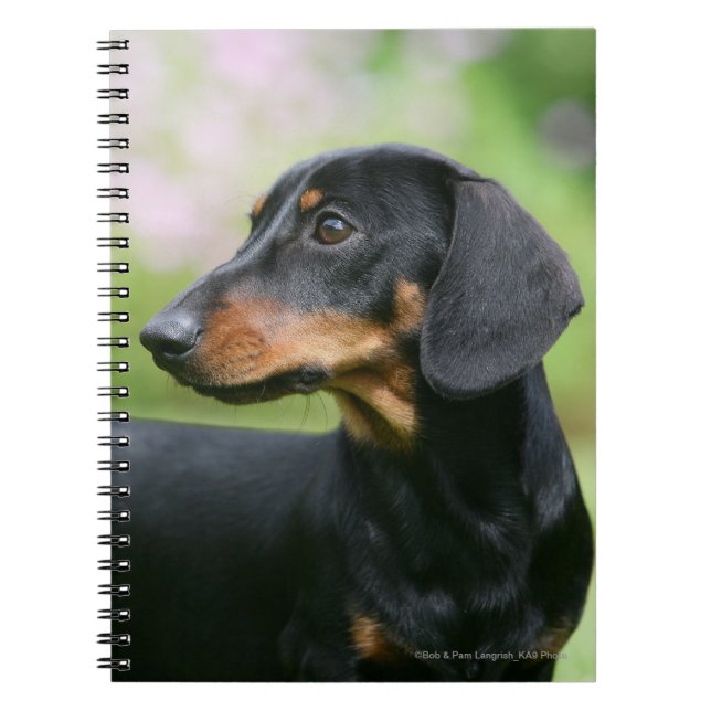 Caderno Espiral Preto e Dachshund 2 de Tan Miniture (Frente)
