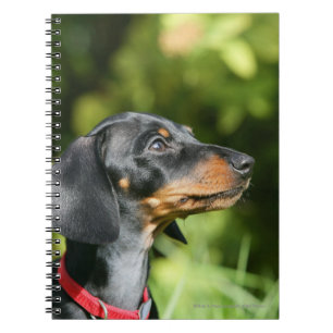 Caderno Espiral Preto e Dachshund 3 de Tan Miniture