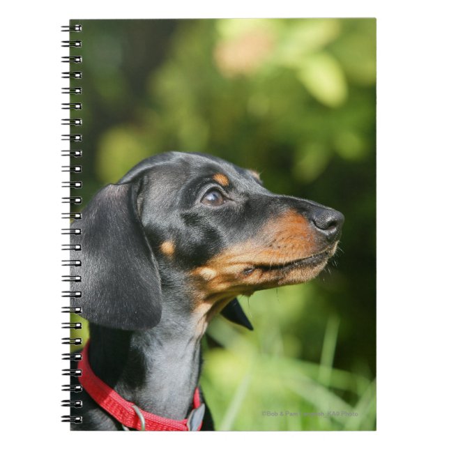Caderno Espiral Preto e Dachshund 3 de Tan Miniture (Frente)