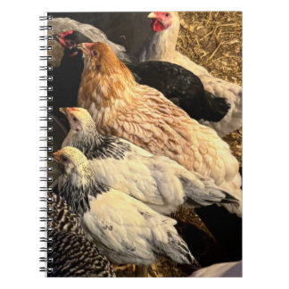 Caderno Espiral Pretty  Chickens Notebook