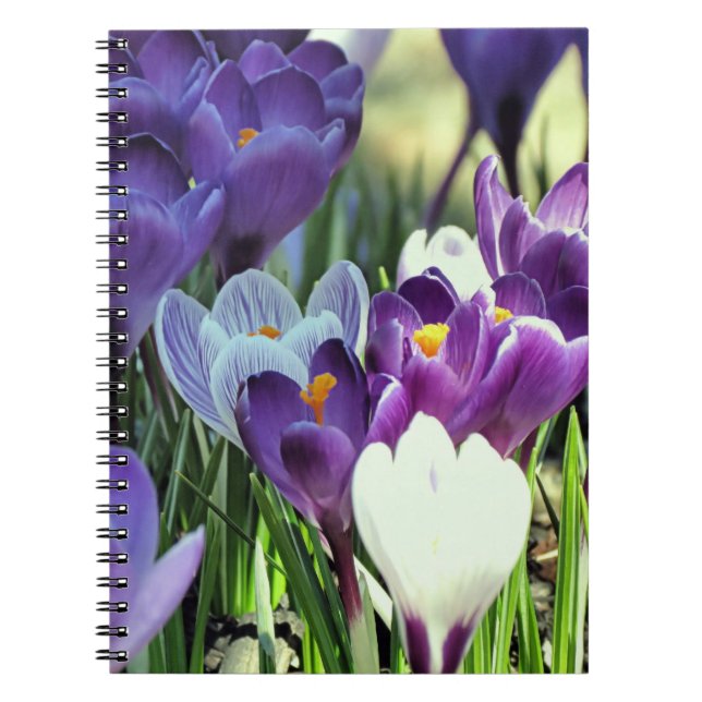 Caderno Espiral Primavera crocusa - notebook (Frente)