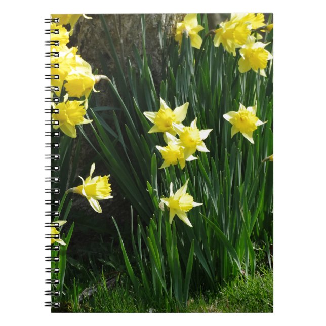 Caderno Espiral Primavera Daffodils (Frente)