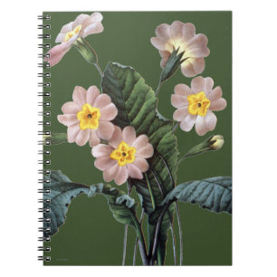 Caderno Espiral Prímula (Primula Aucalis)