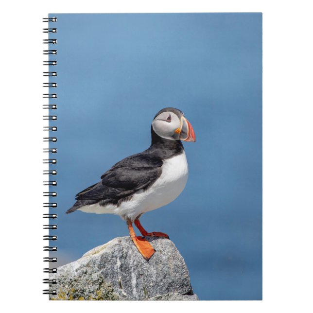 Caderno Espiral Puffin Atlântico em Machias, Maine (Frente)