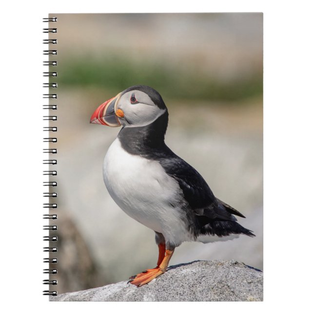 Caderno Espiral Puffin Atlântico em Machias, Maine (Frente)