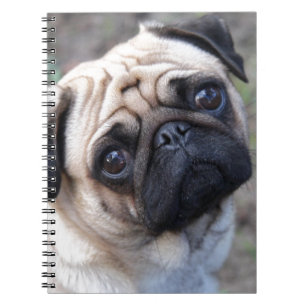 CADERNO ESPIRAL PUG