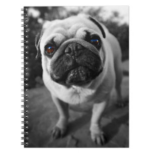 Caderno Espiral Pug bonito