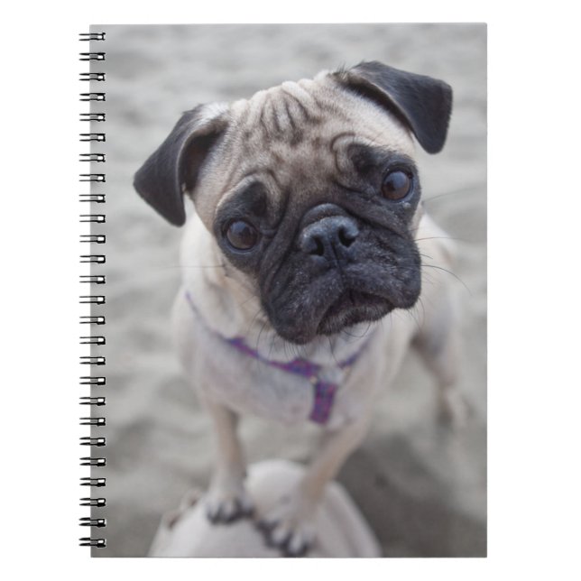 Caderno Espiral Pug Closeup (Frente)