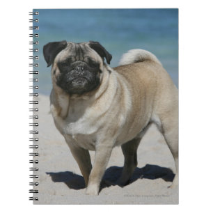 Caderno Espiral Pug da jovem corça na praia
