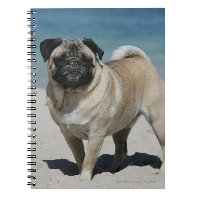 Caderno Espiral Pug da jovem corça na praia (Frente)