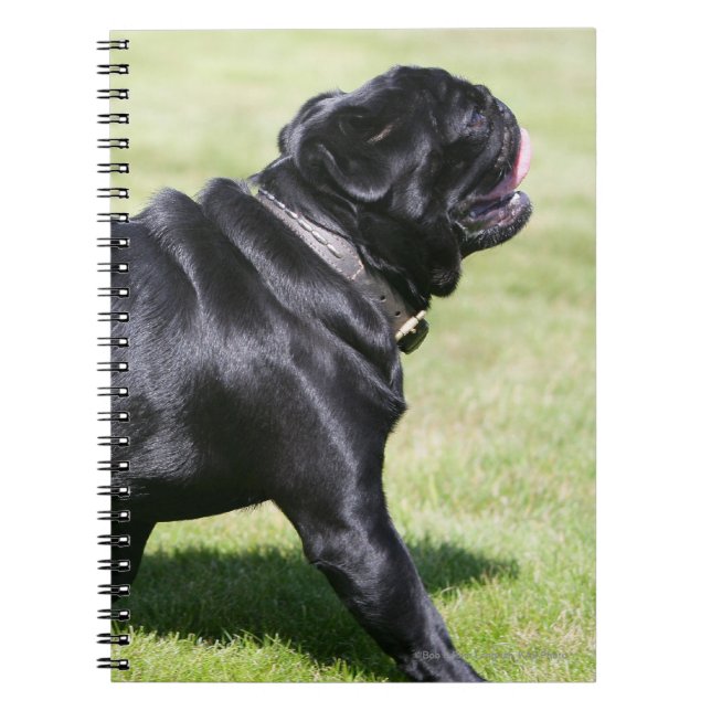 Caderno Espiral Pug preto que arfa ao andar (Frente)