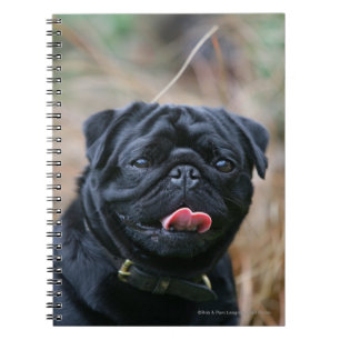 Caderno Espiral Pug preto que arfa ao olhar a câmera