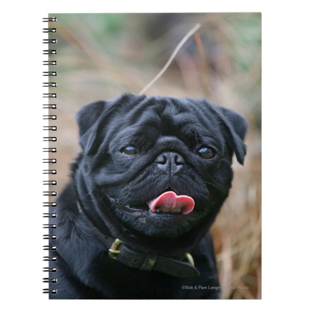 Caderno Espiral Pug preto que arfa ao olhar a câmera (Frente)