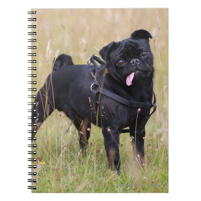 Caderno Espiral Pug preto que cola para fora Tounge (Frente)