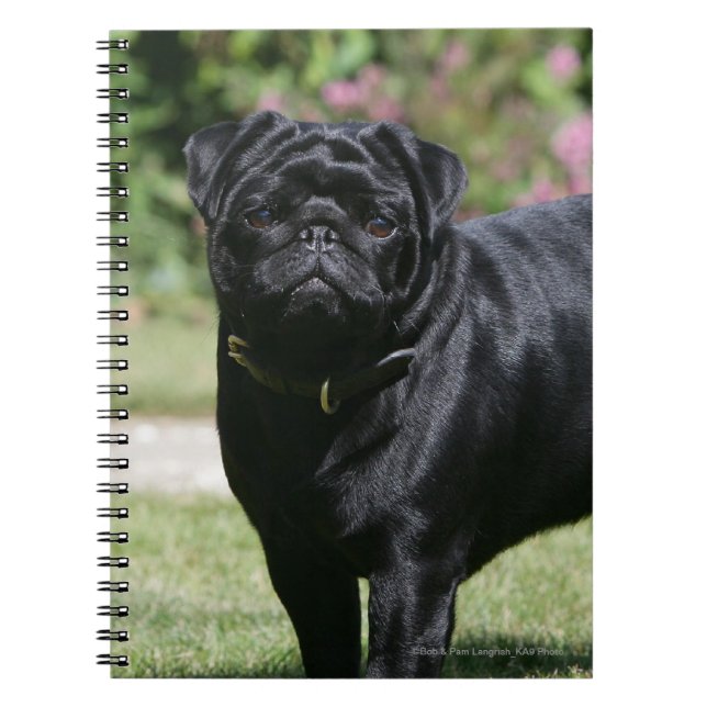 Caderno Espiral Pug preto que está de vista a câmera (Frente)