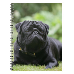 Caderno Espiral Pug preto que estabelece
