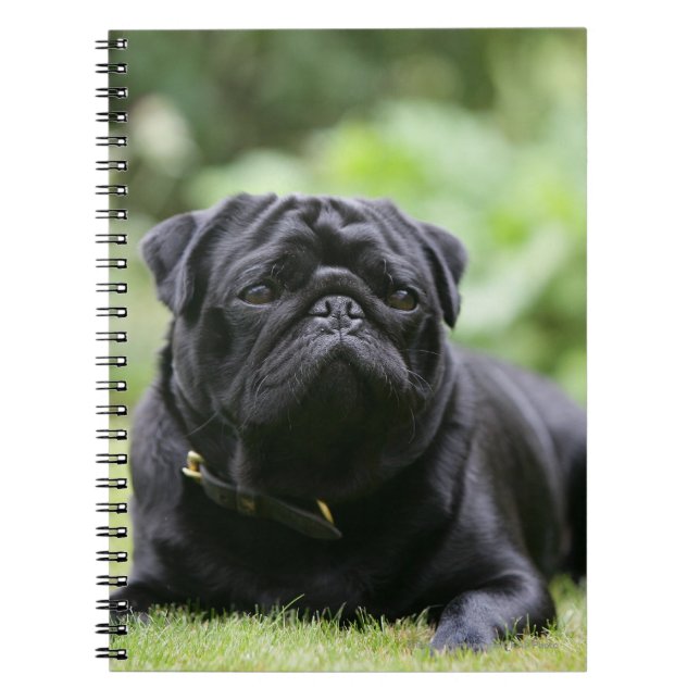 Caderno Espiral Pug preto que estabelece (Frente)