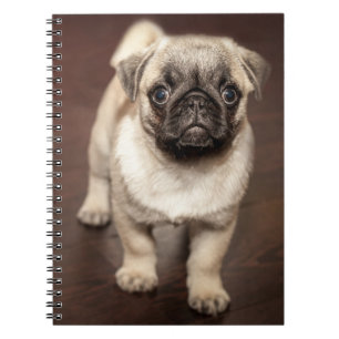 Caderno Espiral Pug Puppy no chão de madeira polida