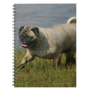 Caderno Espiral Pug que joga perto da água
