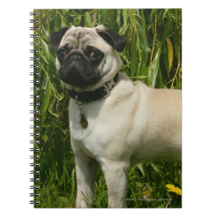 Caderno Espiral Pug que olha a câmera