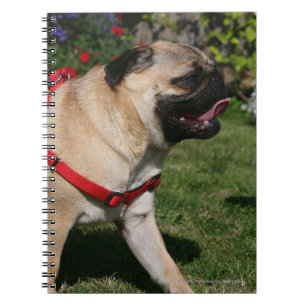 Caderno Espiral Pug que veste o chicote de fios vermelho