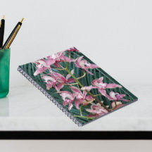 Pulverização das Orquídeas de Cymbidium Rosa