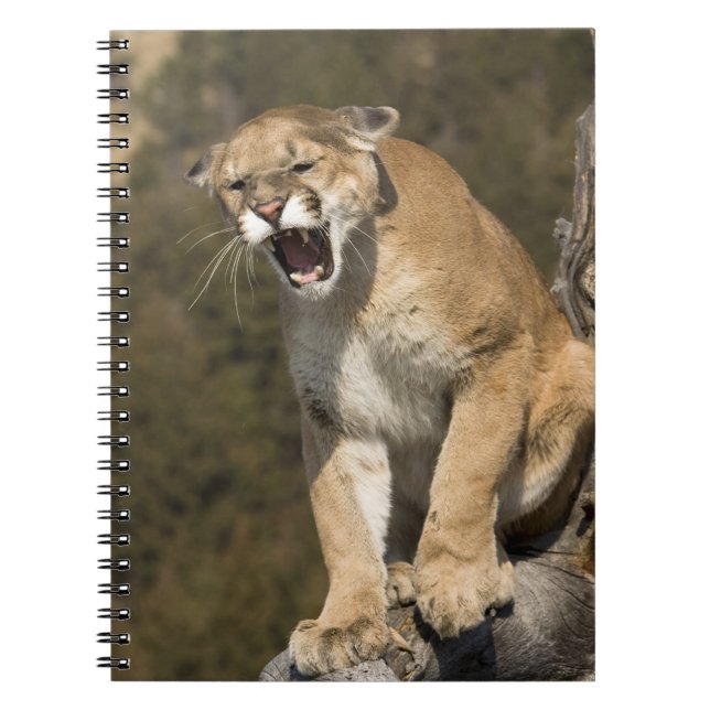 Caderno Espiral Puma ou leão de montanha, puma concolor, Captive - (Frente)