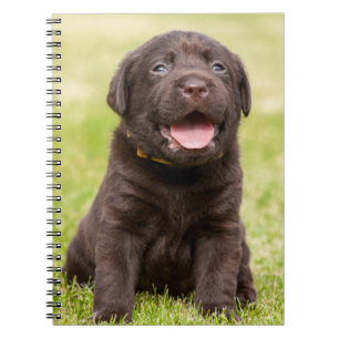 Caderno Espiral Puppie de chocolate